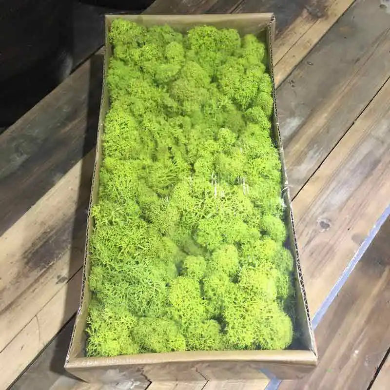 yellow green Зеленый Натуральный консервированный МХ длительное сохранение норвежский олень мох цветок настоящее растение для дома и сада Свадебные DIY украшения - Цвет: yellow green
