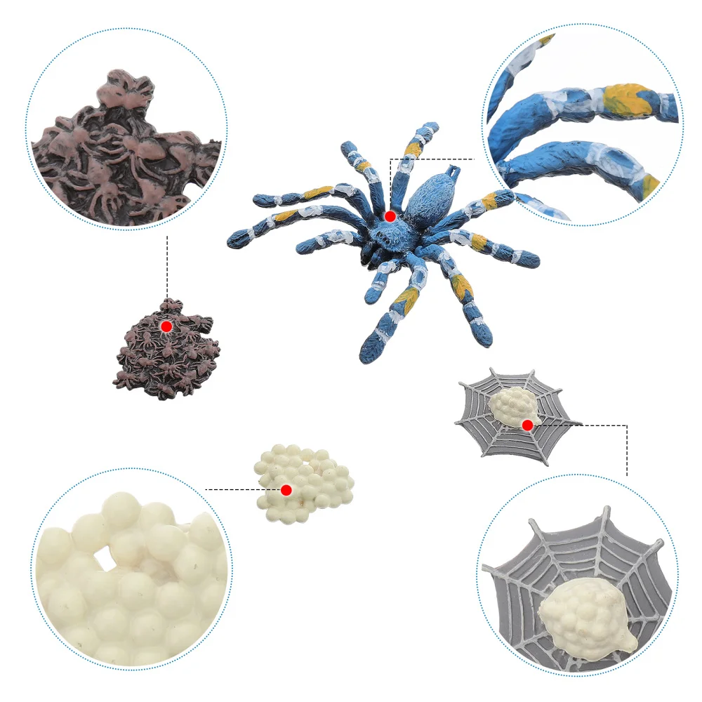 

4pcs/Set Simulation Spider Growth Ornaments Animal Display Models for Kids