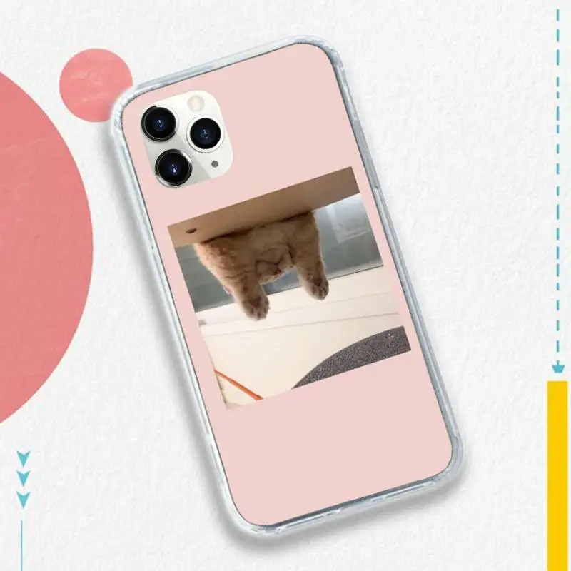 

Literary cat interesting Cute animal Phone Case for iPhone 11 12 pro XS MAX 8 7 6 6S Plus X 5S SE 2020 XR