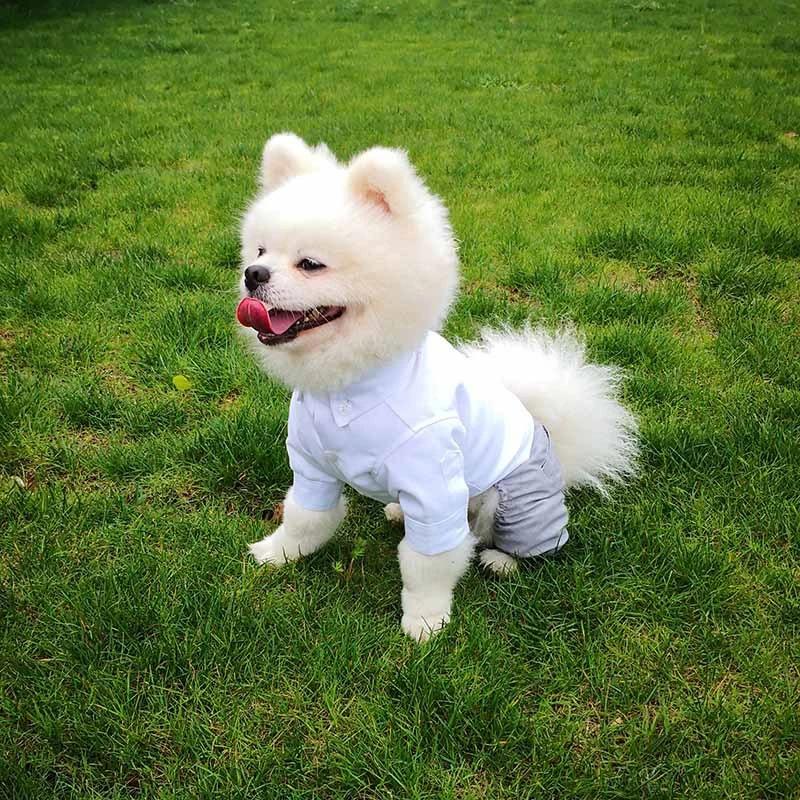 

Dog Suit Wedding Costume Boy Chihuahua Jumpsuit Schnauzer Yorkie Pug French Bulldog Pomeranian Corgi Dog Clothing Pet Clothes