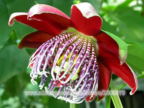 Genuine 100 PCS Passiflora Ambigua plantas,Bonsai Rare Flower flores, Perennial Outdoor Potted plants for Home& Garden