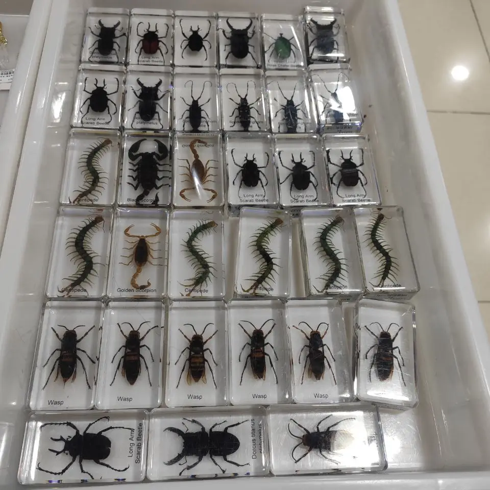 1 шт. настоящее насекомое образцов смолы ремесло Янтарный Обучающие игрушки