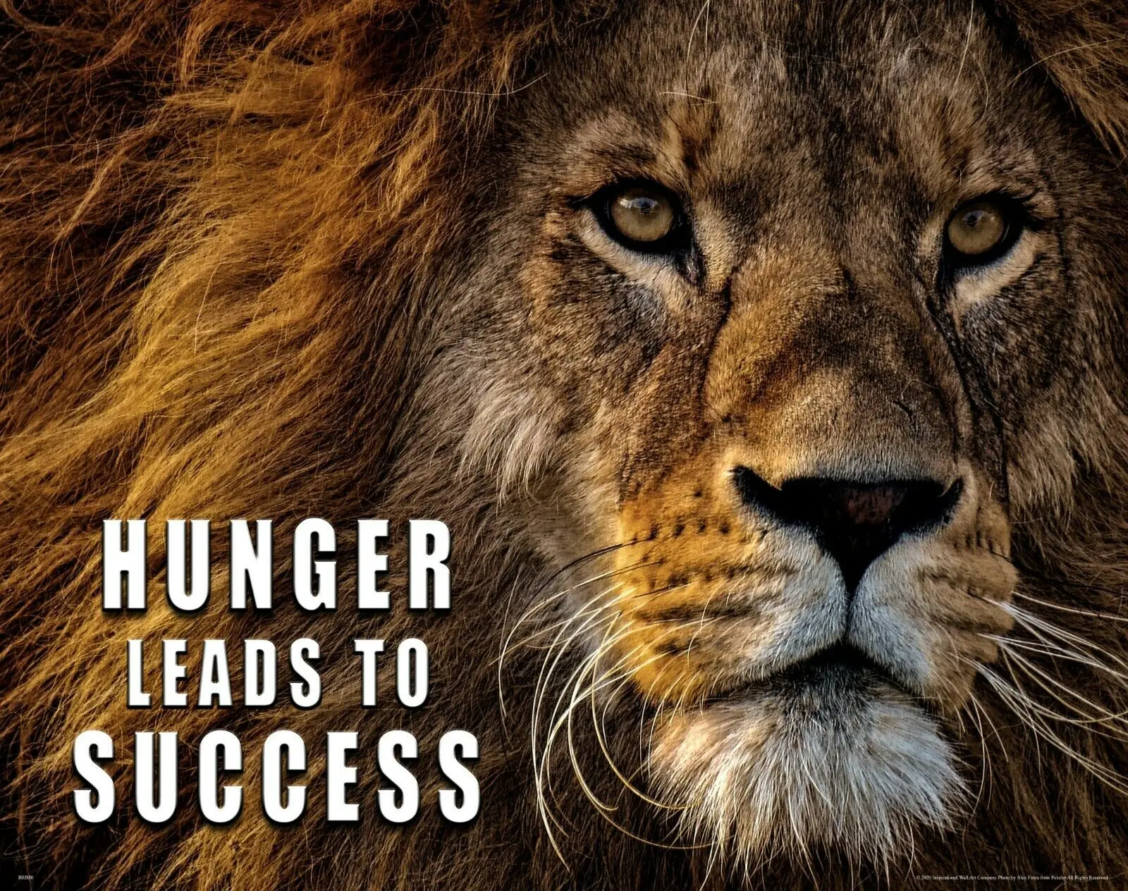 

Lion Motivational Art Silk Poster Print 24x36inch