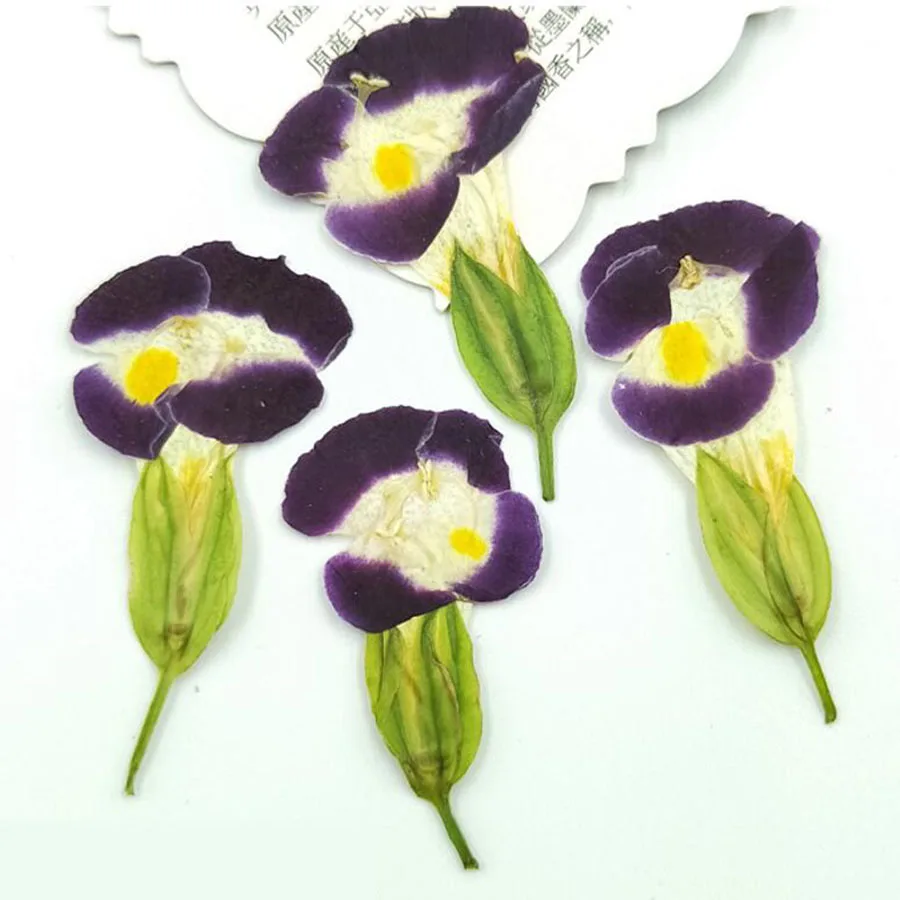 12 шт. прессованный высушенный Torenia fournieri цветочных растений Гербария для
