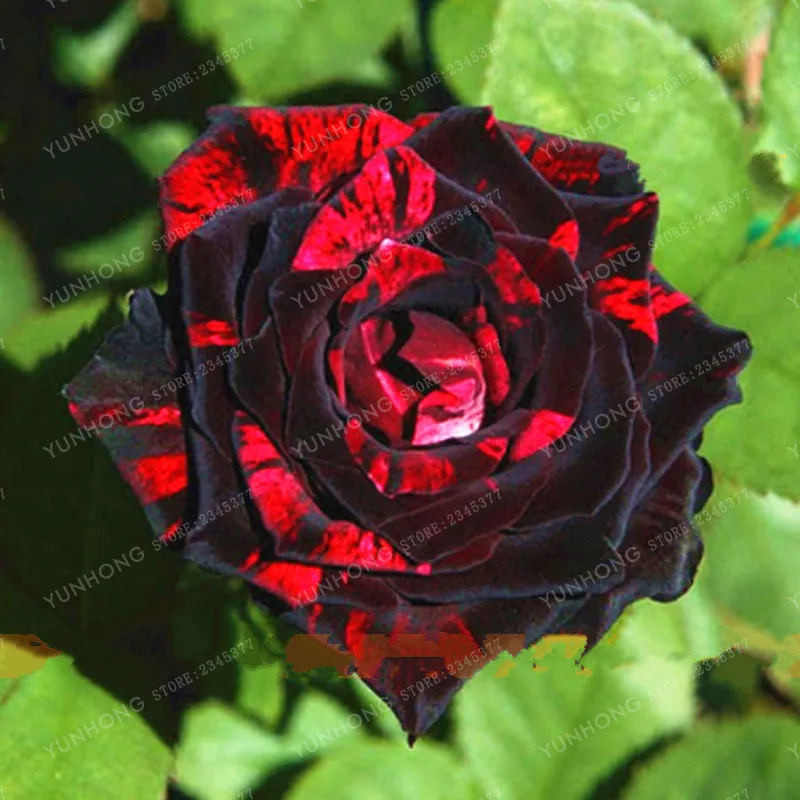 Цветок розы бонсай 100 | Дом и сад