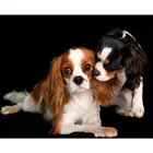 Алмазная мозаика с собакой кавалером Кинг, Чарльз, спаниель, 5D полноразмерная картина из квадратных страз, алмазная вышивка сделай сам, вышивка крестиком