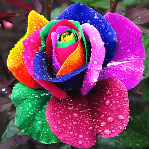 flower 4041 AZQSD Алмазная Вышивка Цветы ручная работа алмазная картина Роза картина Стразы Алмазная мозаика домашний декор ремесла подарок - Цвет: flower 4041