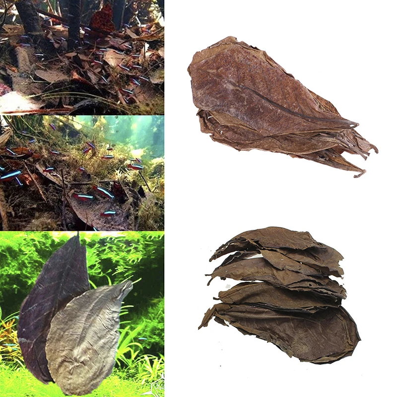 20pcs Indian Almond Tree Olive Leaf For Aquarium Water To Balance PH Acidity, High Quality Natural Leaves Almond Tree