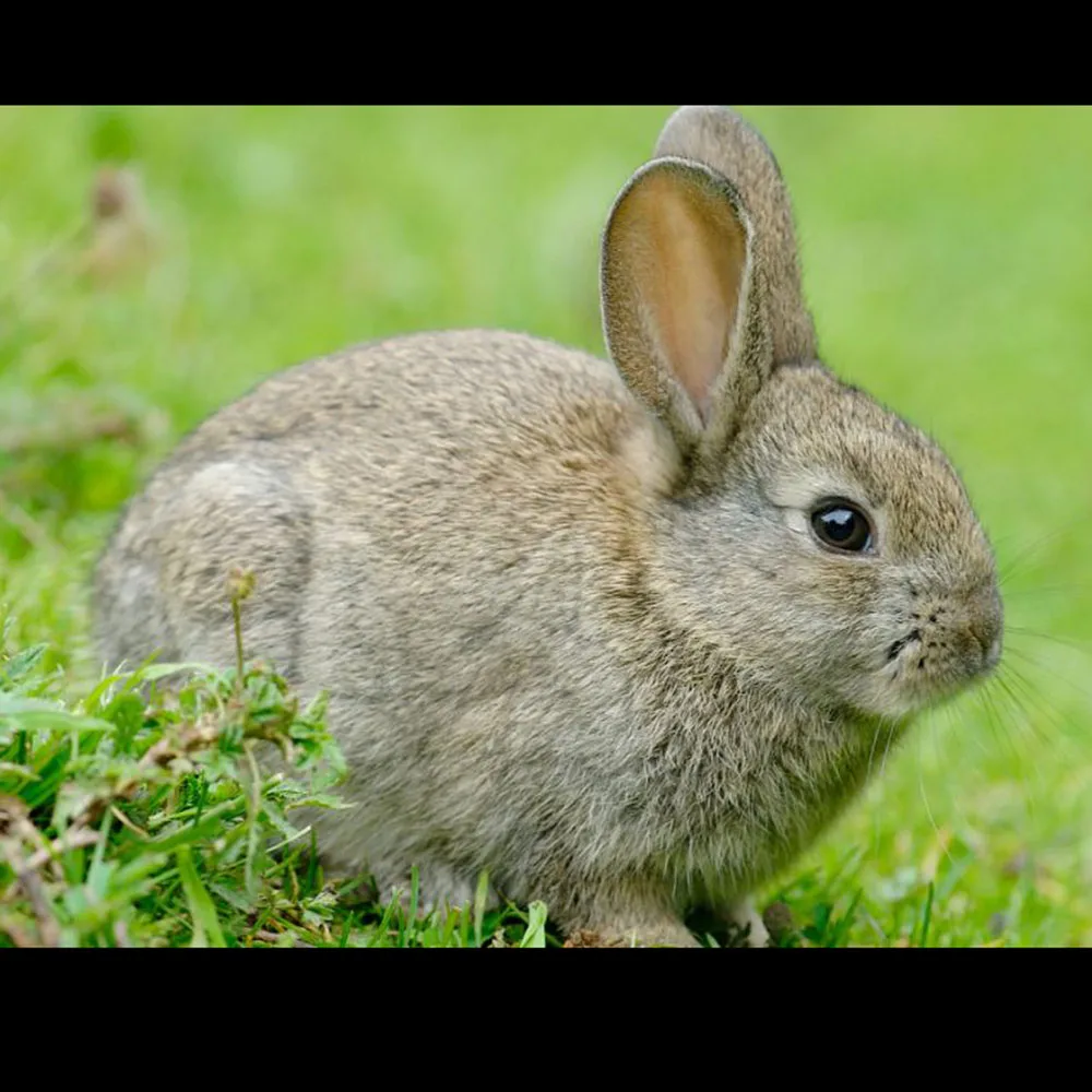 Cottontail кролик образец черепа костей животных образца (натуральной кости