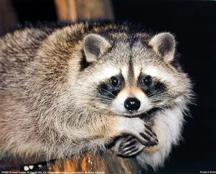 

Cute Raccoon Wall Decor Close-up Wildlife Animal Picture Art Print Posters