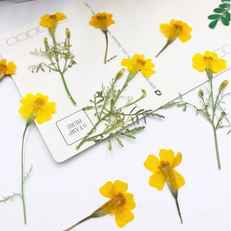 60 шт с диагональю экрана 3 6 см прессованный высушенный Tagetes Patula L. Желтый цветок