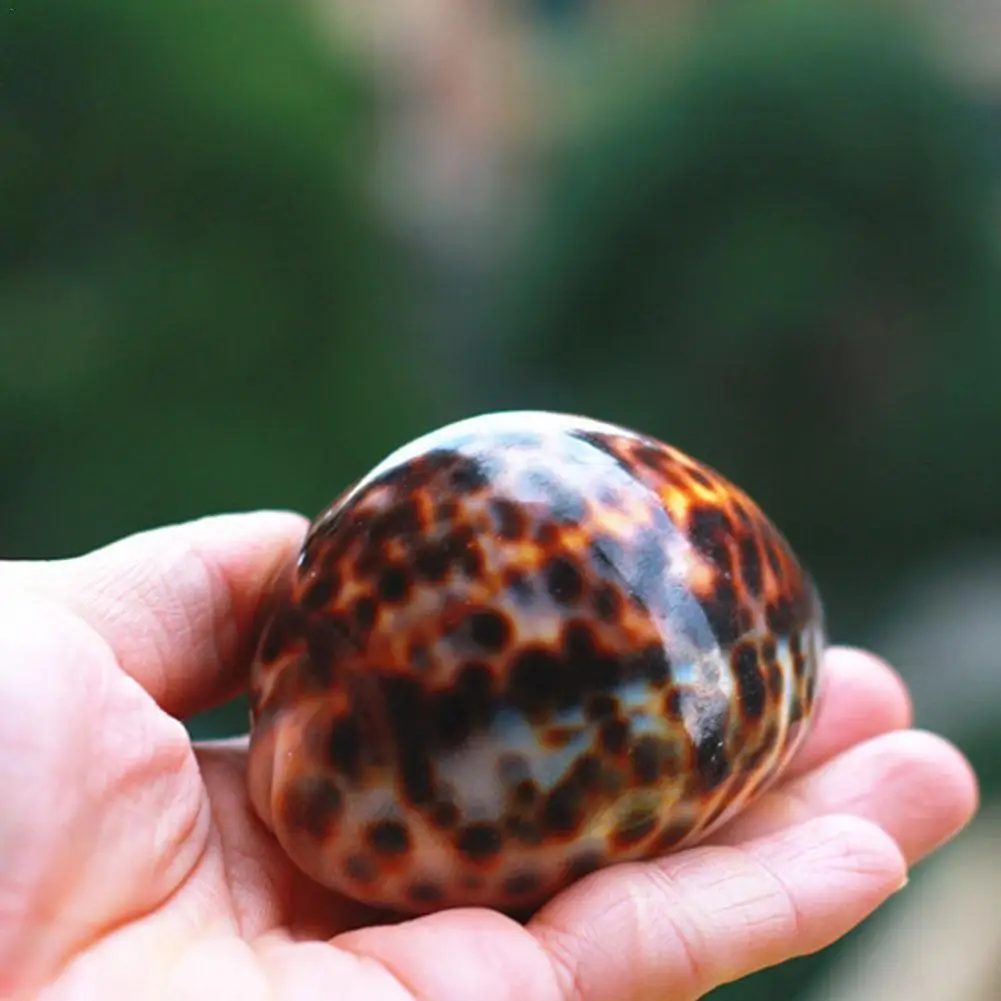 

1PC Tabby Shell Nautical Decor Seashells Specimen Natural Shell Conch Collectibles Ornaments Micro Aquarium Landscape 60-80mm