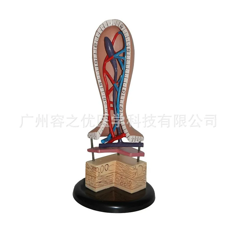 

Vertical villus model Human intestinal villi model for medcial student