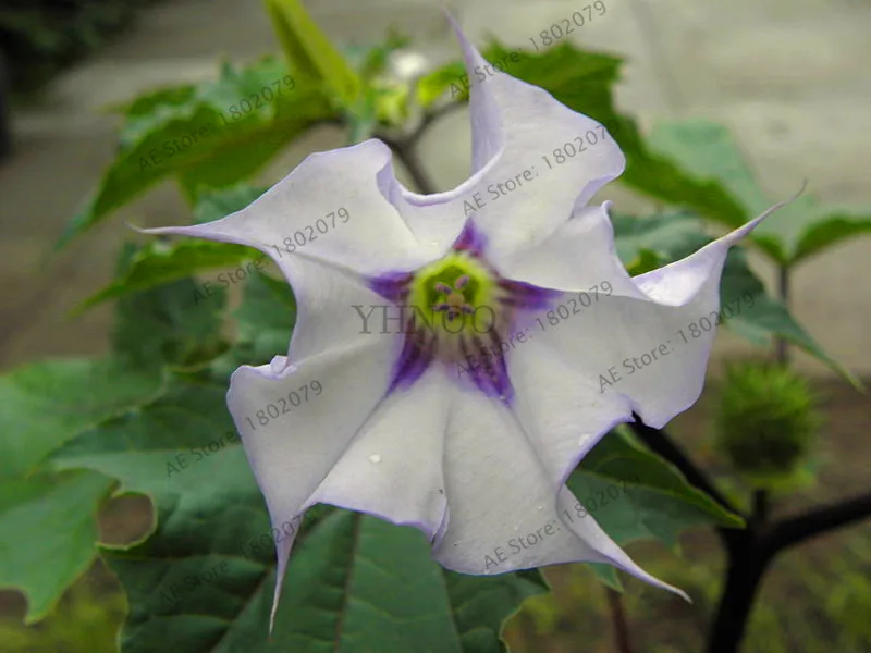 Свежий 100 шт редкий Datura бонсай бругмансия Suaveolens фламенко Красивая Мандала Цветок садовый многолетник Горшечное растение