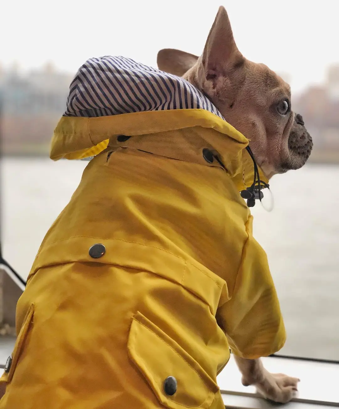 

Dog Waterproof Raincoat S-5XL Pet Jacket Bulldog Windbreaker Poodle Pug Bichon Puppy Coat Rainwear Dog High Quality Pet Raincoat