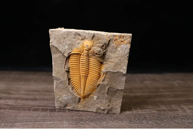 Редкий трилобит метакрифей giganteus Devonian из Боливии трилобиты DinoCrown Insect учебный образец коллекции
