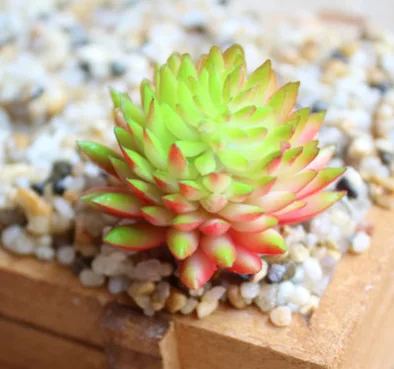 Искусственные суккуленты для украшения растение лотоса трава пустынный