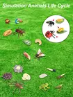 Новинка 2020, моделирование животных в виде маленьких насекомых, цикл роста животных, модель, круг жизни, Ранняя развивающая игрушка для детей