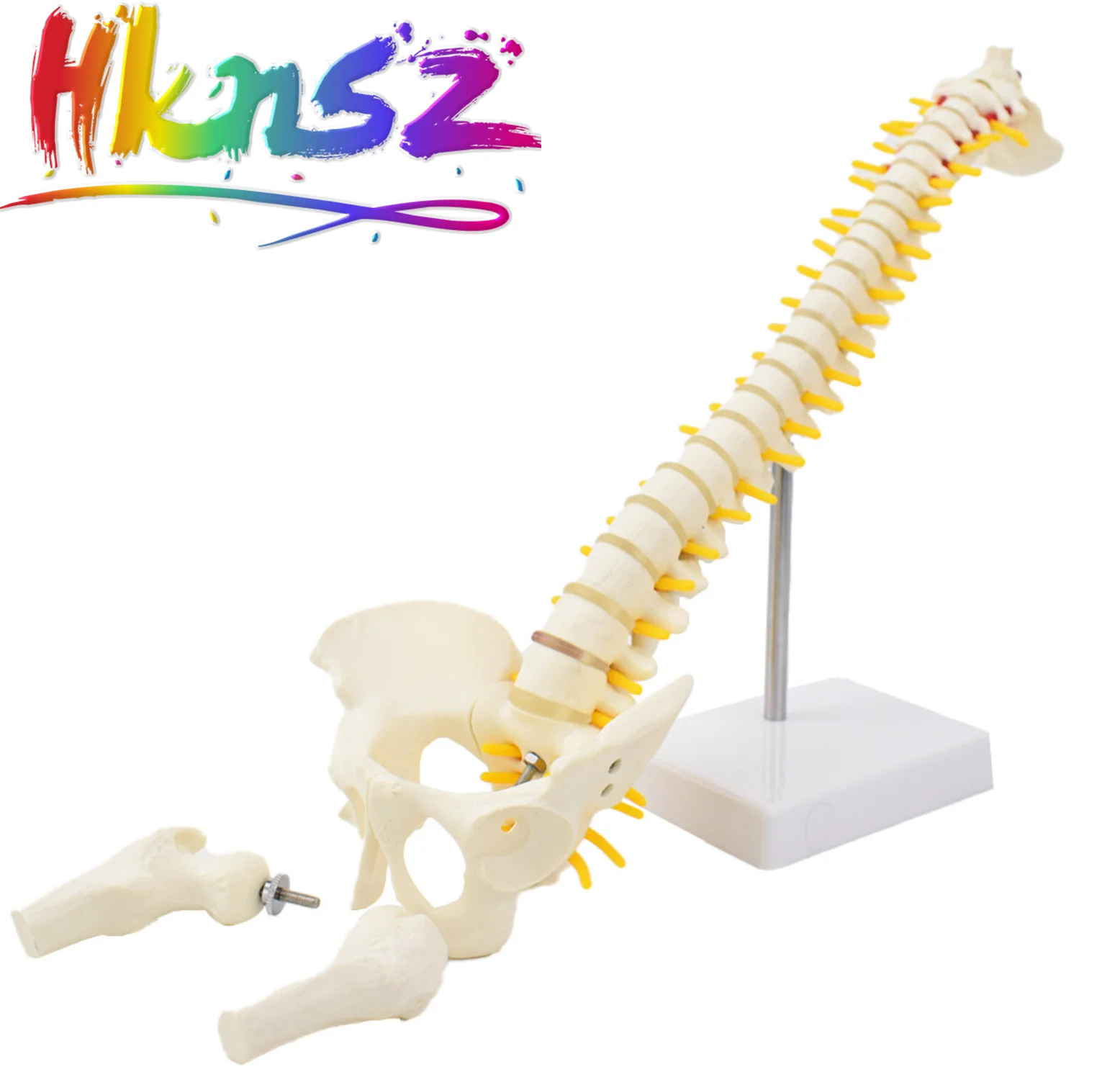 

45CM Human Spine with Pelvic Model Human Anatomical Anatomy Spine Medical Model spinal column model+Stand Fexible