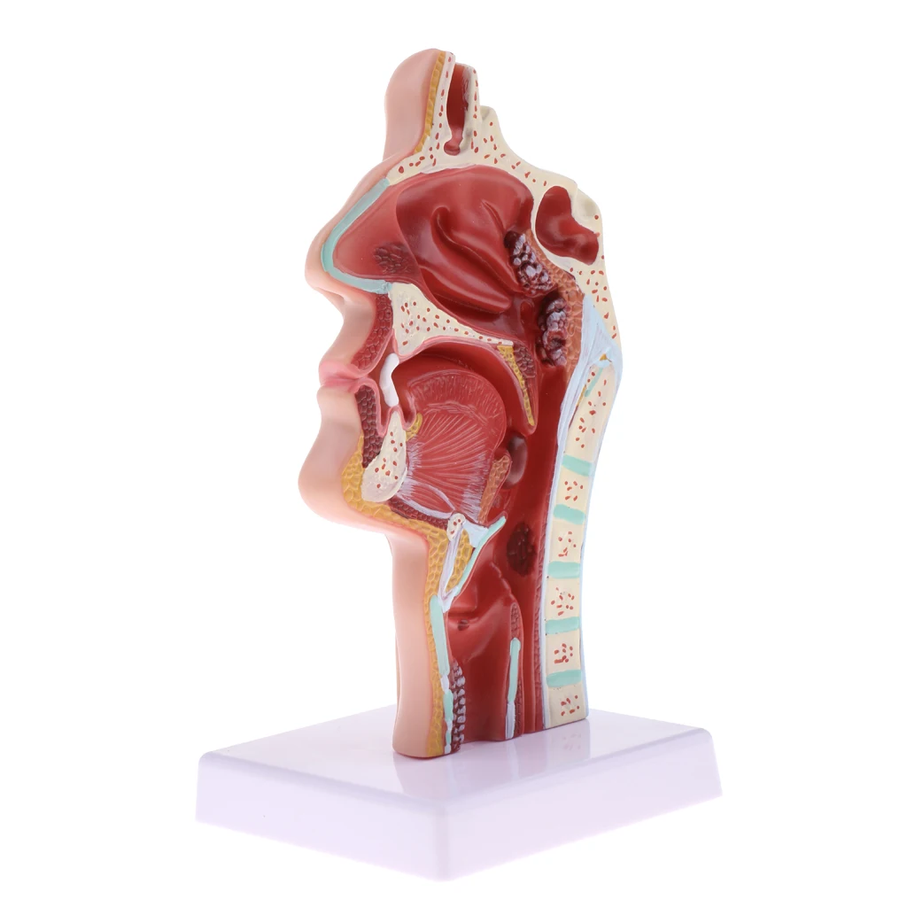 

1:1 Human Nasal Oral Throat Cavity Pathology Model Kit Lab Supplies