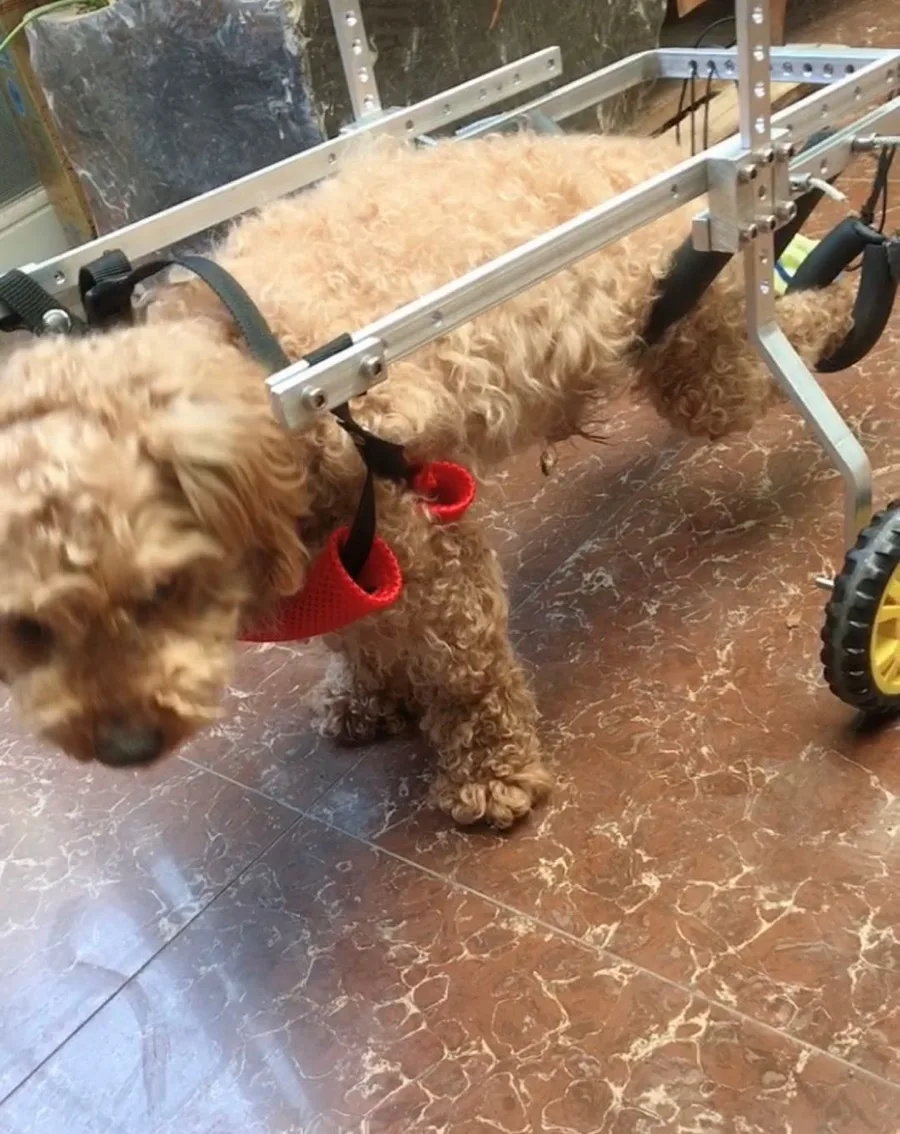 Инвалидная коляска для домашних животных/парализованная инвалидная