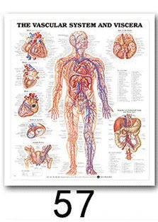 57 Анатомия человека, система мышц, художественный плакат, печать, карта тела, шелковые настенные картины для медицинского образования, домашний декор, новинка - Цвет: 57
