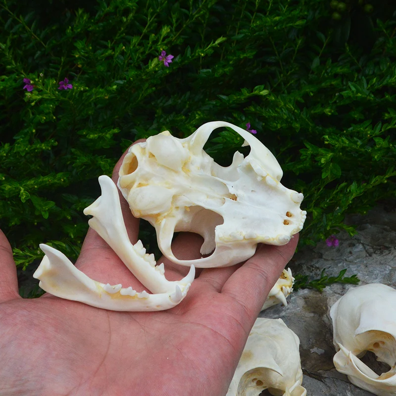 

1-10pcs real animal Skull specimen Collectibles Study