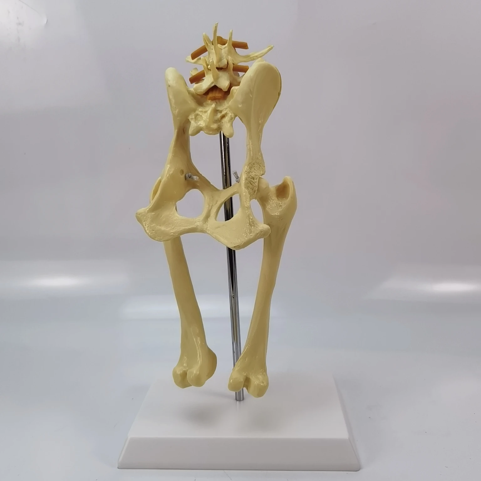 

Osteoporosis dog hip joint model dog skeleton Animal Skeletal canine pet veterinary teaching