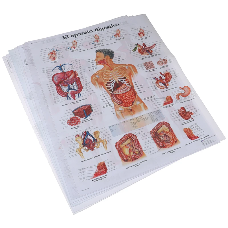 Система анатомии человека художественный плакат печатная карта тела шелковая