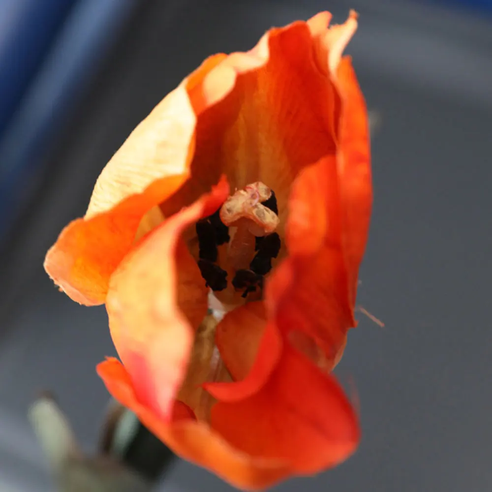 

European Retro Tulips Silk Atificial Flowers Supplies Wedding Bouquet Bridal Photography Decoration Room Living