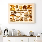 Винтажный постер немецкой версии с изображением грибов в стиле 1920-х годов, иллюстрация античных грибов, ретро-постер, ботаническая настенная Картина на холсте, Декор