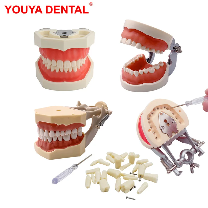 Dental Model Teeth Practice Teeth Model For Dental Technician Training Studyting Typodont Model Jaw  Dentistry Teaching Products
