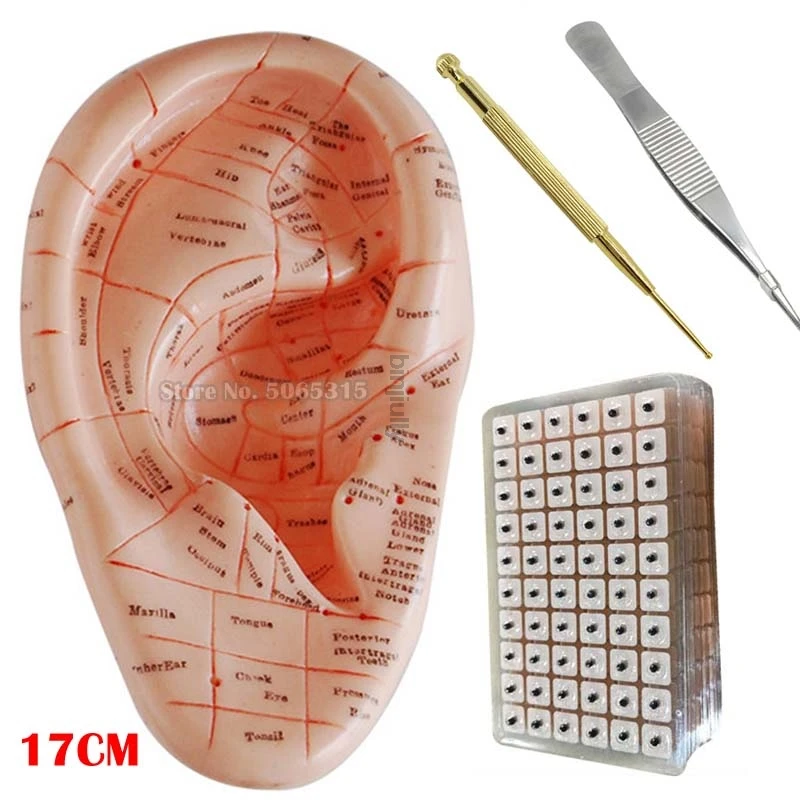 600pcs/lot ear press seed Auricular Vaccaria seed with English ear probe 17cm ear model acupuncture needle ear bead slimming bod