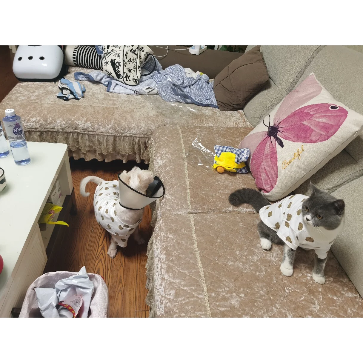

Dog clothes 2021 spring and summer thin small and medium-sized dogs Korea ins pet clothing cat T-shirt