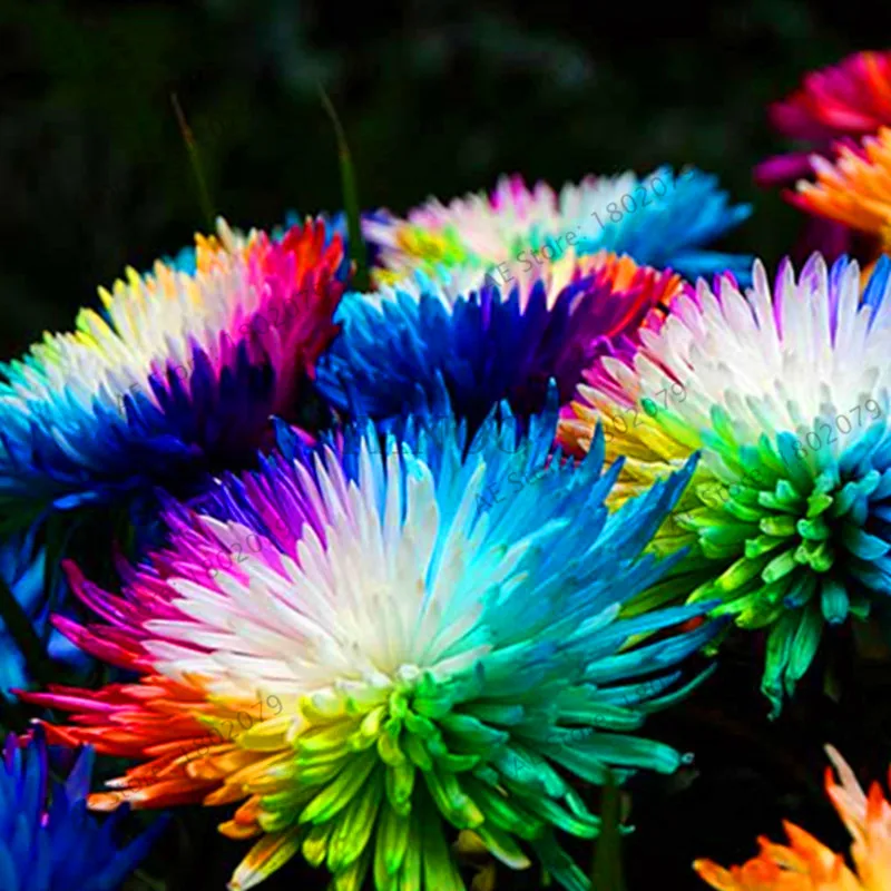 Самые низкие цены! 200 шт./пакет Радуга Дейзи flores, хризантема, растения, бонсай Плант, красивые комнатные растения для дома и сада