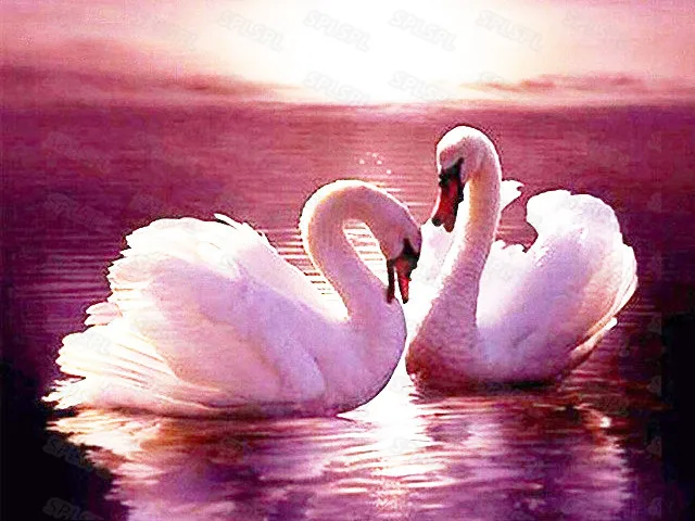 

Diy Diamonds Painted In Pairs of Big White Geese and White Swan Cartoon Animation Style Western Style Manor Decoration Painting
