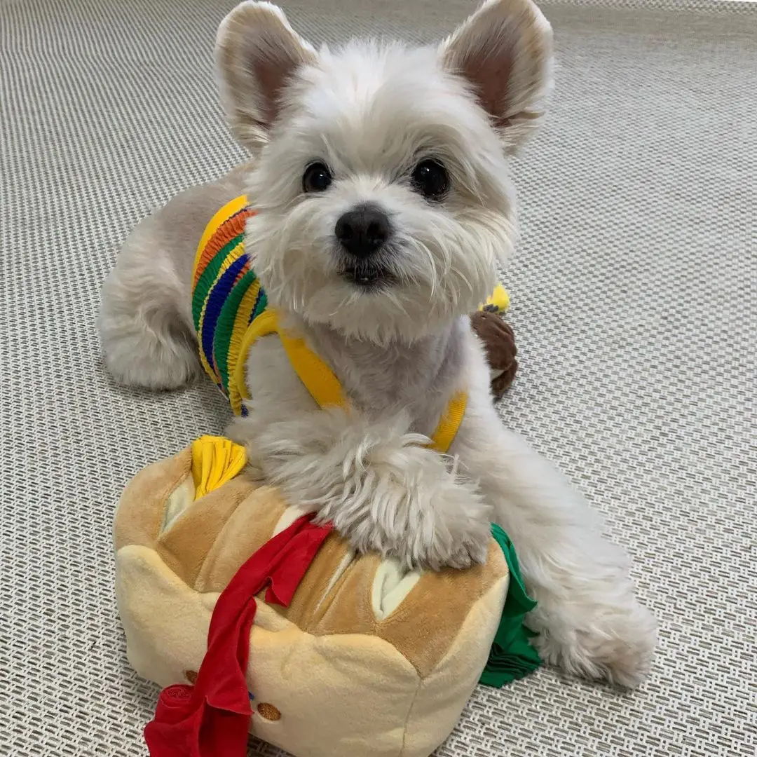 Новая игрушка Ins в виде хлеба тибетская еда для собаки головоломка упражнений