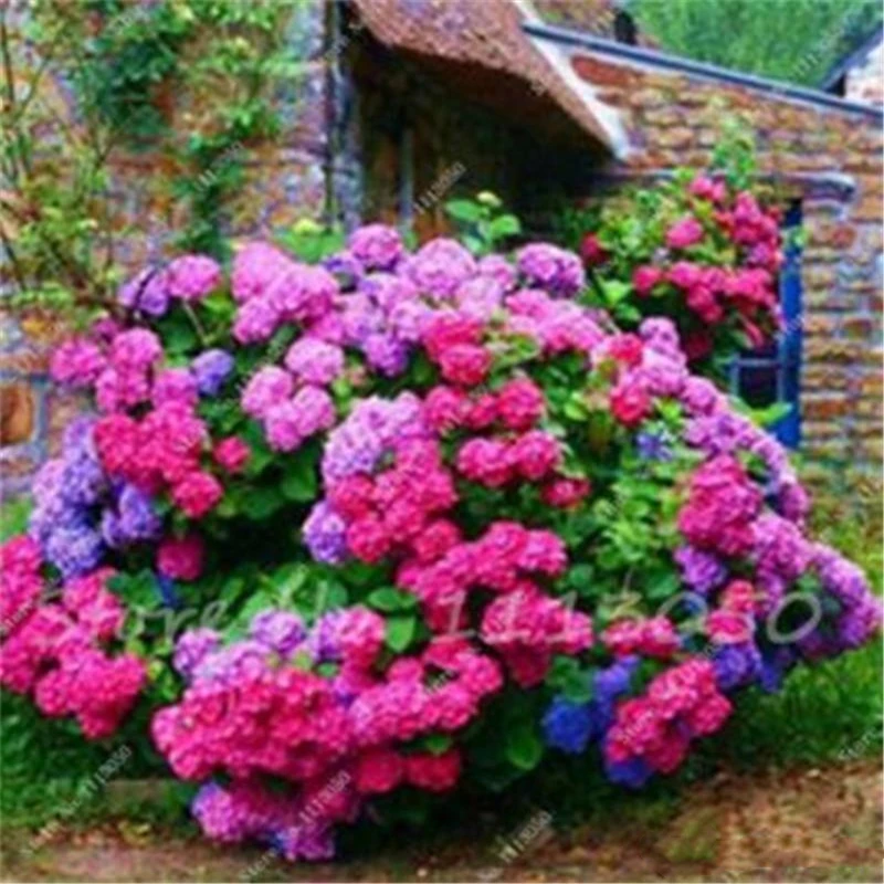 

15 шт. парфюмерные гортензии, семена природных редких смешанных гортензий, цветы, эссенция, благовония