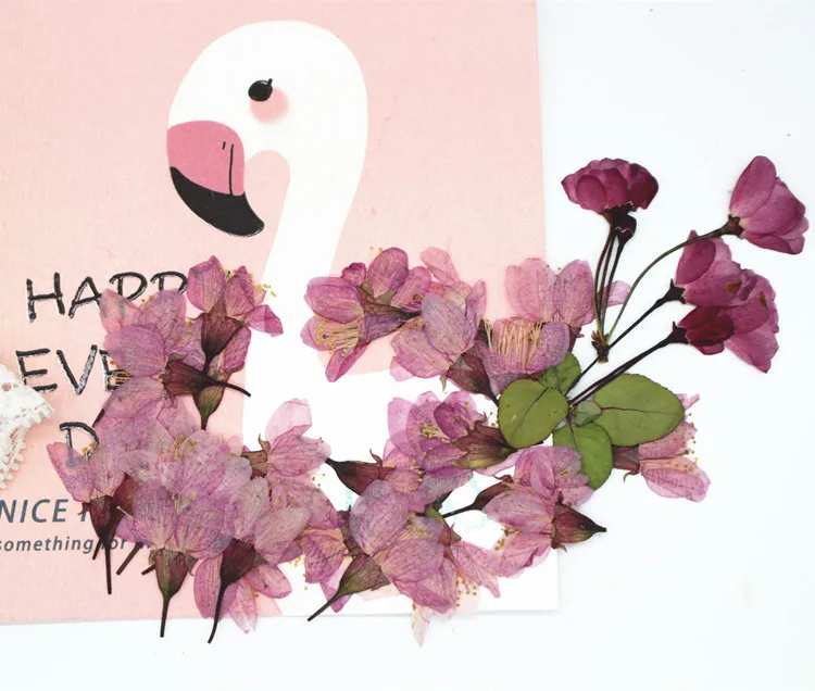 250 шт. прессованный высушенный вишня Сакура цветочных растений Гербария для