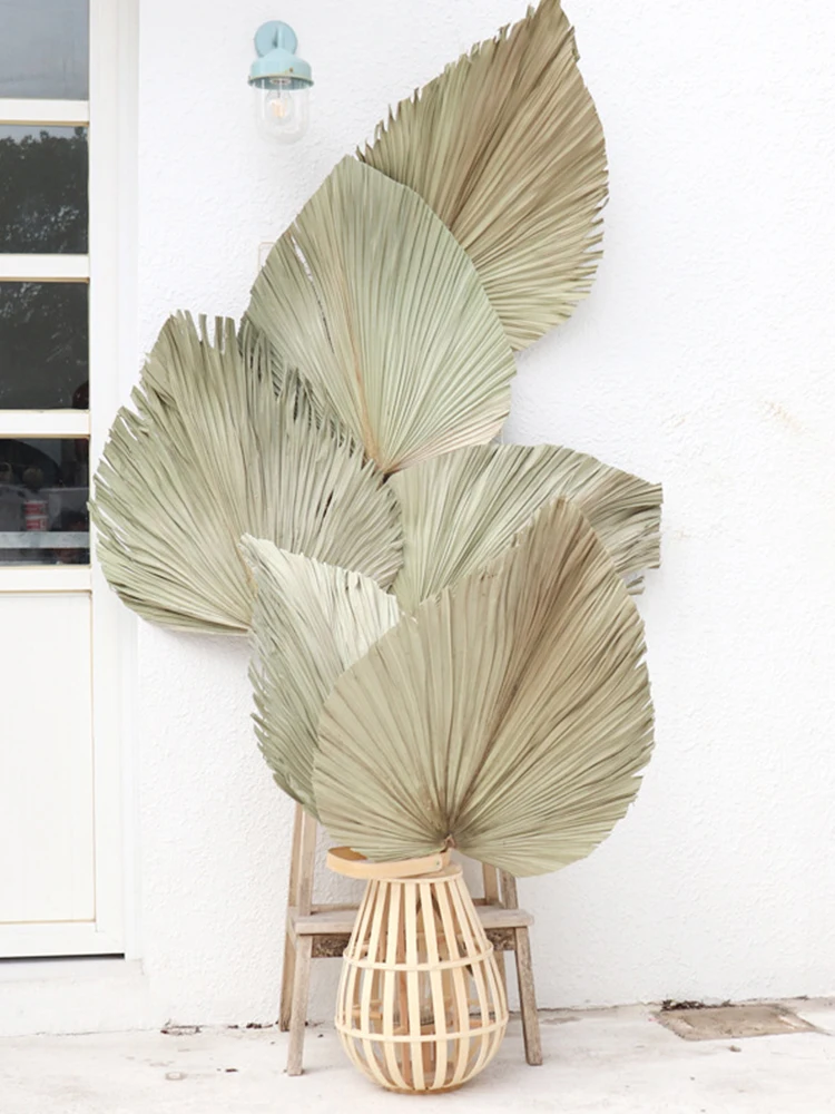 Натуральные сохраненные листья кошачьего хвоста 5 шт./лот сухие натуральные