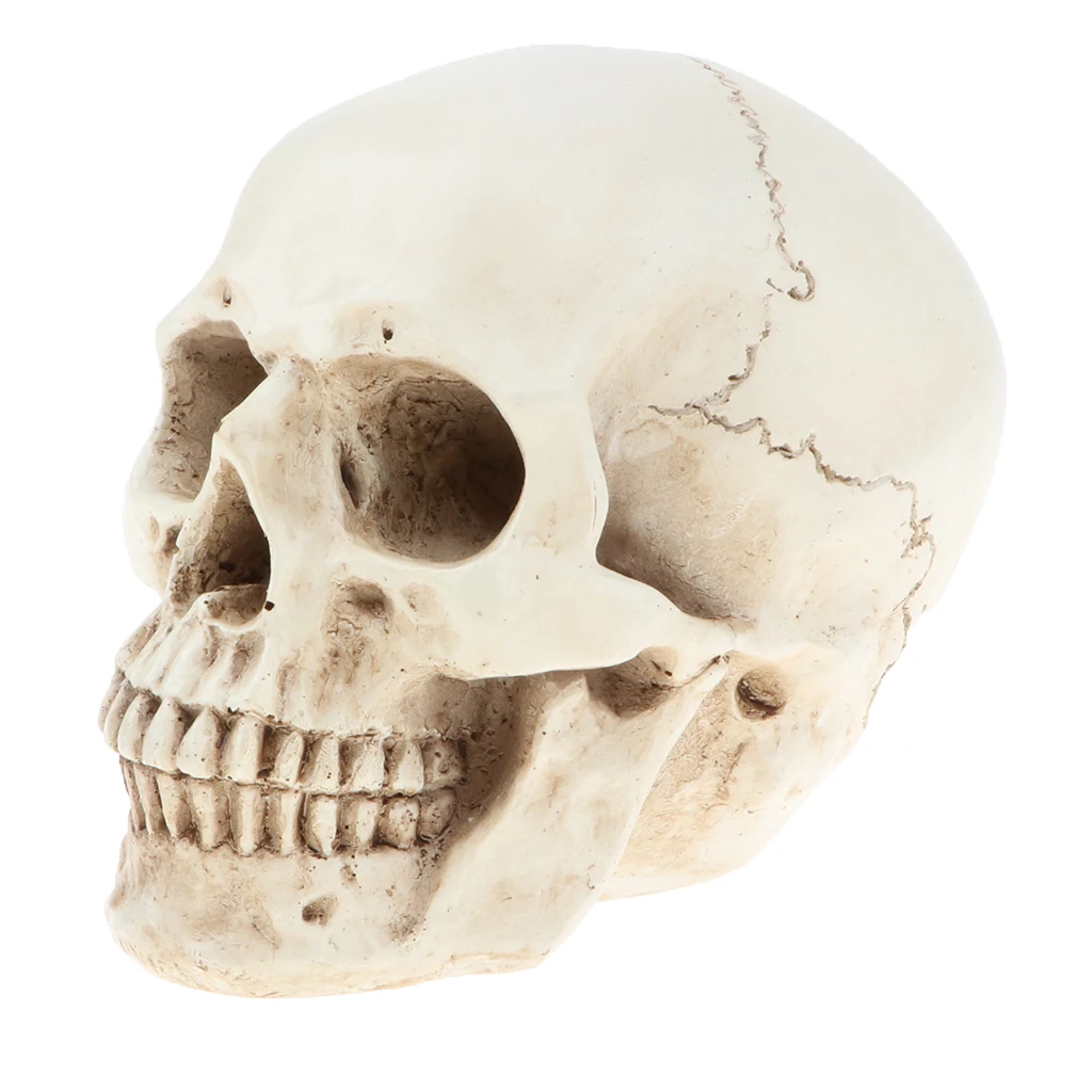 

Искусственная модель скелета с шов, Lifeize, украшение для украшения настольного черепа на Хэллоуин, лабораторные принадлежности