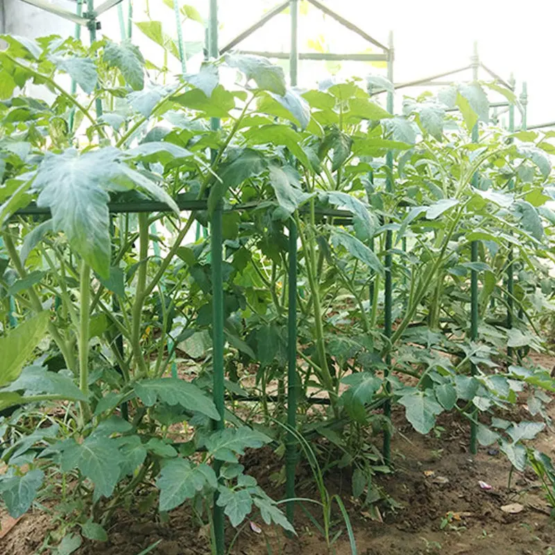 

Tomatoes Cage Assembled Plant Vegetable Trellis Support Stakes For Indoor Pot Outdoor Use Garden