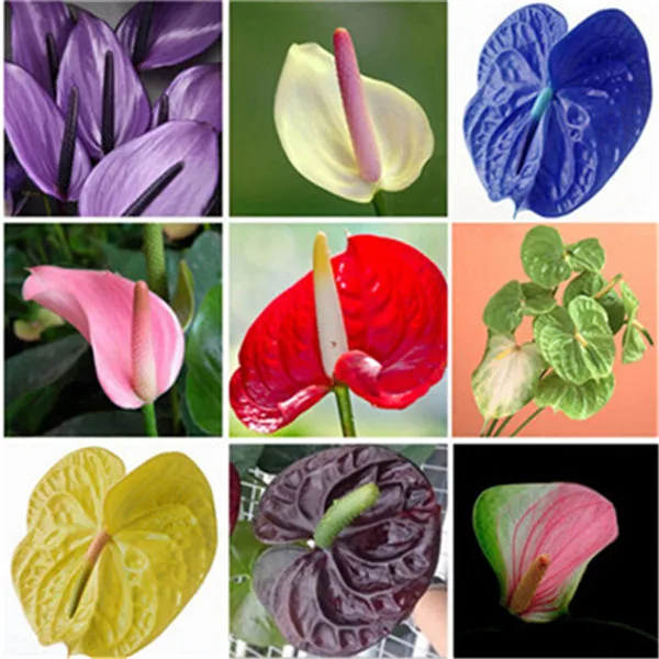 100 шт VIP Рождественский подарок большой MAC хрустальный шар растения цветы в