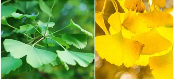 20 шт. натуральные прессованные листья гинкго Вечные реальные для детской