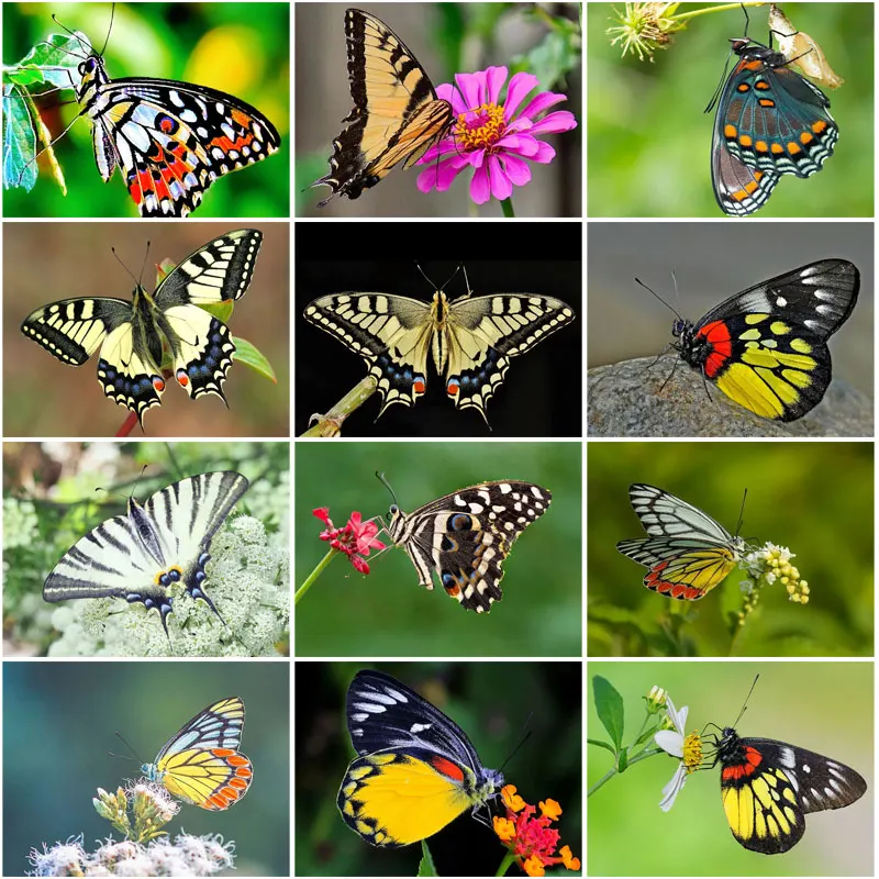 

Nature Beauty Butterfly Diy Diamond Painting Poster Embroidery Painting Diamond Mosaic Full Drill Cross Stitch Home Decoration