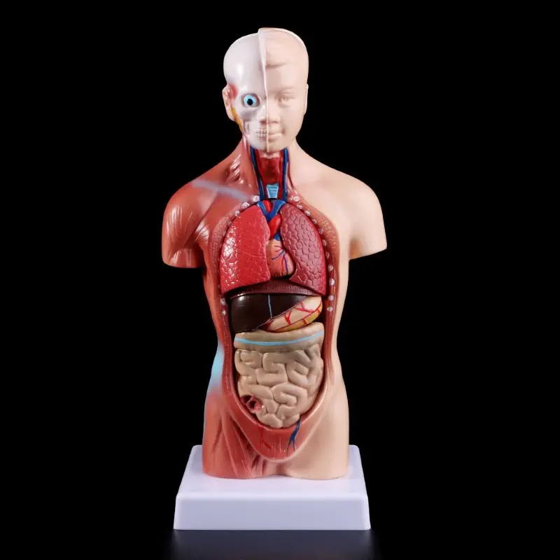 

B9HC Human Torso Body Model Anatomy Anatomical Internal Organs For Teaching