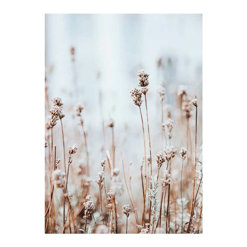 

Grass Spike Plant Landscape Canvas Living Room Decoration Wall Paintings Pictures Posters Photos Paintings Modern Wall Art