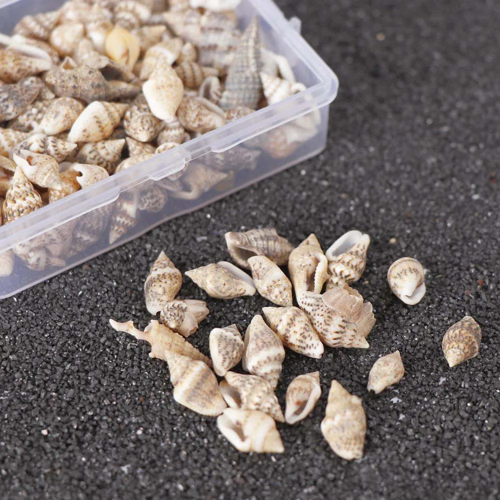 1 Box Pattern 4 Styles Nature Beach Fashion Sea Shells For DIY Caft Decor Jewelery Craft Accessories Holes Shell Decoration