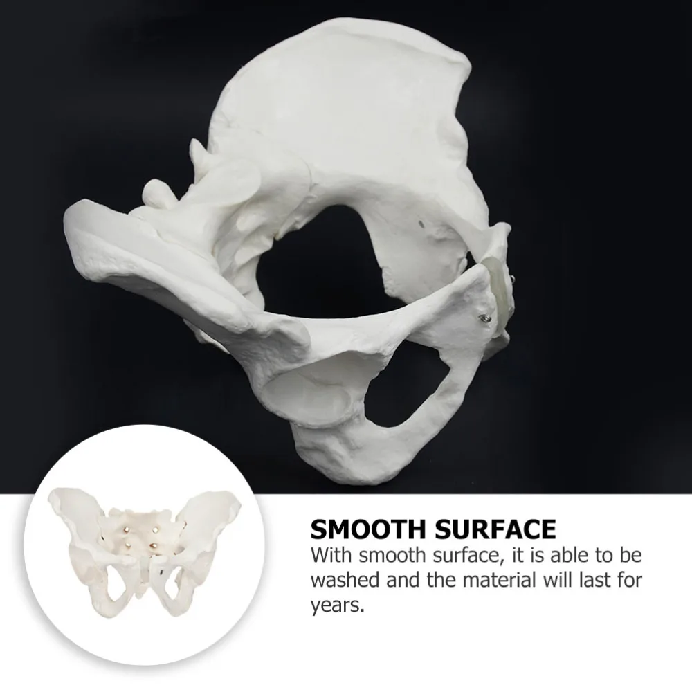 1 шт. модель тазовой анатомии конструкции женская тазового бедра для обучения| |