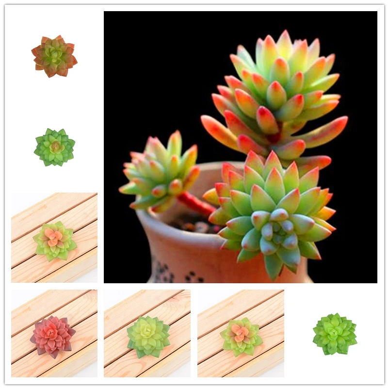 

1 шт., декоративные растения-суккуленты